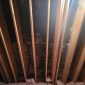 attic mold 85x85